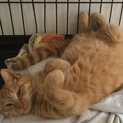 ありがとうございました