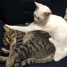 アチャコママ