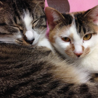 熊本地震時に段ボールで捨てられたキジシロ姉妹