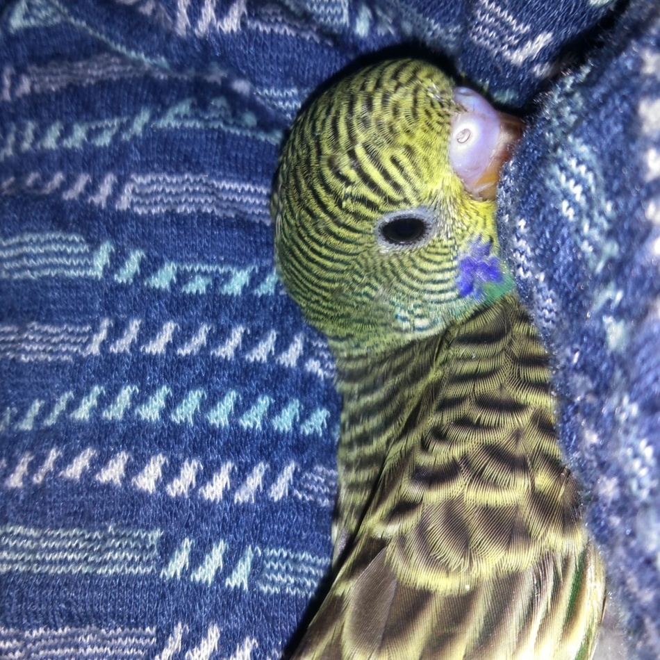 ケアのカバー写真