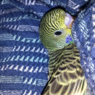 里親さん決定しました。ありがとうございました。