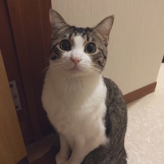 慣れるとデレデレ。サバ白くん