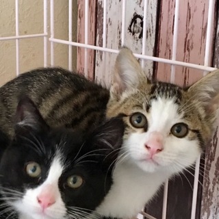 キジシロ男の子♪