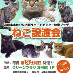 ●20日土曜日 「高槻市市民公益活動サポートセンター協働プラザねこ譲渡会」のお知らせ!!