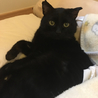 人間大好き黒猫♂ サムネイル2