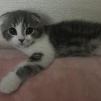 たま