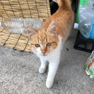 野良猫が産んだ子猫