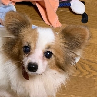 決定☆『ベージ』可愛くべー中な子