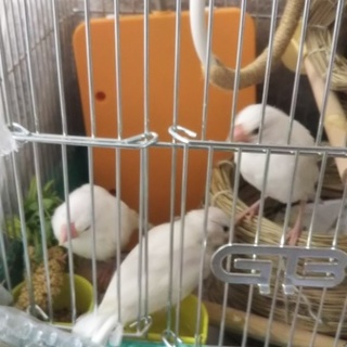 里親様決定しました。ありがとうございました。