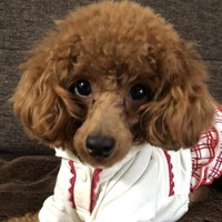 らん