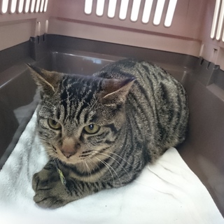 嵐、里親さま決定！ありがとうございました♡