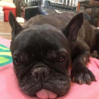 甘えん坊なフレンチブルドッグの女子「ケーキ」