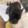 甘えん坊なフレンチブルドッグの女子「ケーキ」 サムネイル2