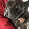 甘えん坊なフレンチブルドッグの女子「ケーキ」 サムネイル3