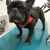 甘えん坊なフレンチブルドッグの女子「ケーキ」 サムネイル4