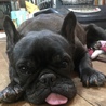 甘えん坊なフレンチブルドッグの女子「ケーキ」 サムネイル5