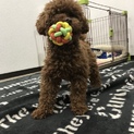 トイプードル・レッド・2歳・2.9kg
