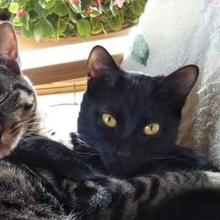 福美、里親さま決定！ありがとうございました♡