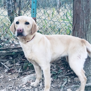 イエローラブの女の子(一旦停止)