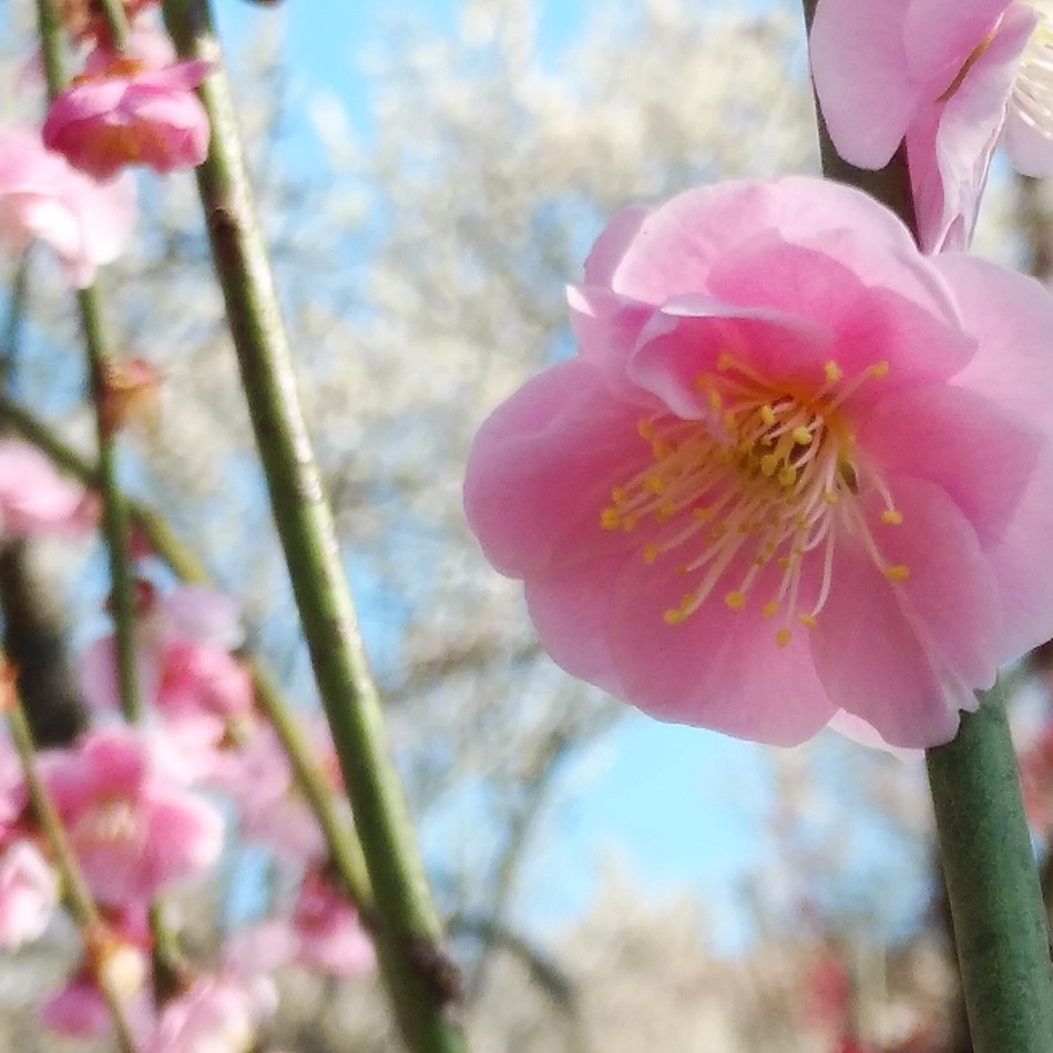 琳（りん）のカバー写真