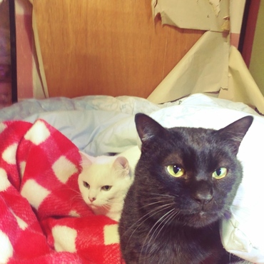 今日も元気に温めあい。襖がビロビロに破かれましたが、それでも元気ならそれでいいんですよ。