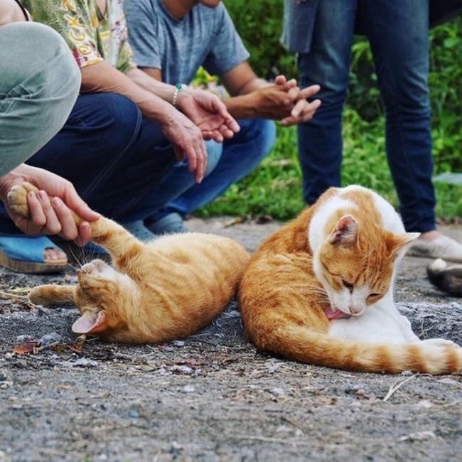 Gニャンズのサポーター会員あんずのカバー写真