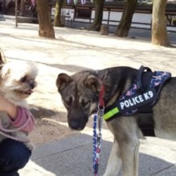 元野犬くん！本当に君は山から来たの？