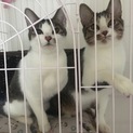 顔がそっくりな美猫兄妹♡11ヶ月つむぎとてまり