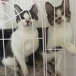 顔がそっくりな美猫兄妹♡11ヶ月つむぎとてまり