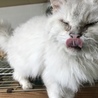 大人猫のラパーマ君です サムネイル2