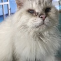 大人猫のラパーマ君です