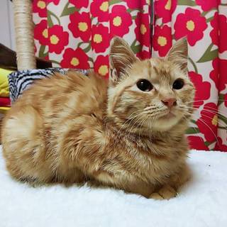 里親様が決まりました♡有難うございました。