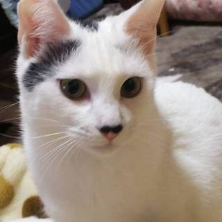 かまってハナちゃん