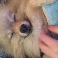 ウール