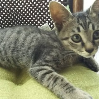 キジトラ オス