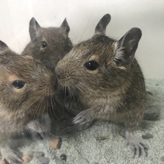 デグーの赤ちゃん 里親決まりました。