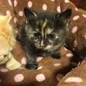サビ猫赤ちゃんの里親さんを募集しています。