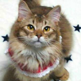 【3/31東日本橋】デレデレゴロゴロ♡ヴェルファ