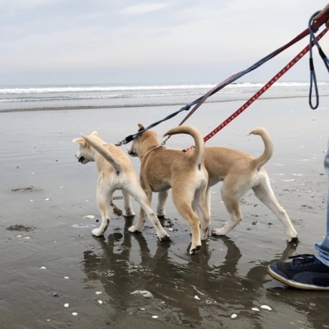 JOSO WAN ZEROのカバー写真