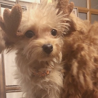 暖かい家族が決まりました！ありがとうございました。