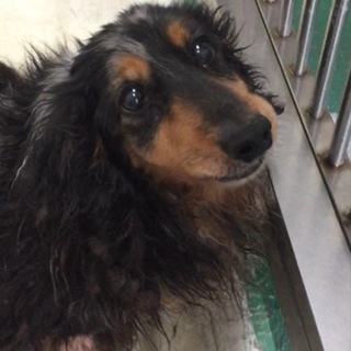 里親決定です！有難うございました♡