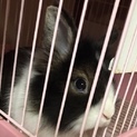 うさぎの里親募集中です（4羽）