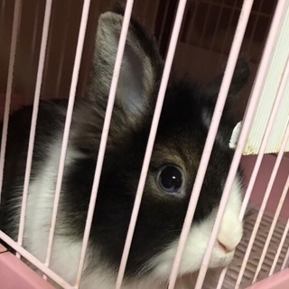 うさぎの里親募集中です（4羽）