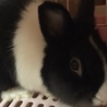 うさぎの里親募集中です（4羽） サムネイル2