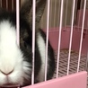 うさぎの里親募集中です（4羽） サムネイル3