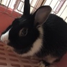 うさぎの里親募集中です（4羽） サムネイル4