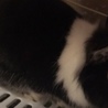 うさぎの里親募集中です（4羽） サムネイル5