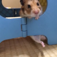 ★チップ★
