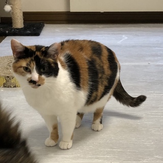 まん丸お顔の三毛猫ちゃん♡