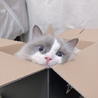 猫好きアラサーナース
